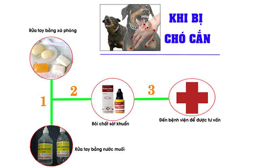 Khi bị chó cắn cần ngành tróng thực hiện cách biện pháp xử lí tại chỗ nhanh tróng Khi bị chó cắn cần ngành tróng thực hiện cách biện pháp xử lí tại chỗ nhanh tróng