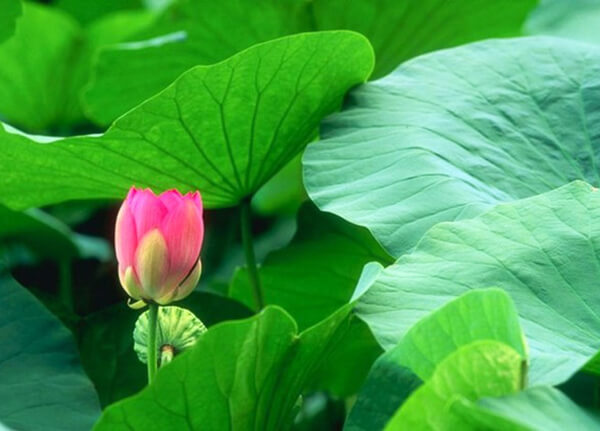 Lá sen có tác dụng thanh nhiệt, an thần, tán ứ, lợi... Lá sen có tác dụng thanh nhiệt, an thần, tán ứ, lợi...