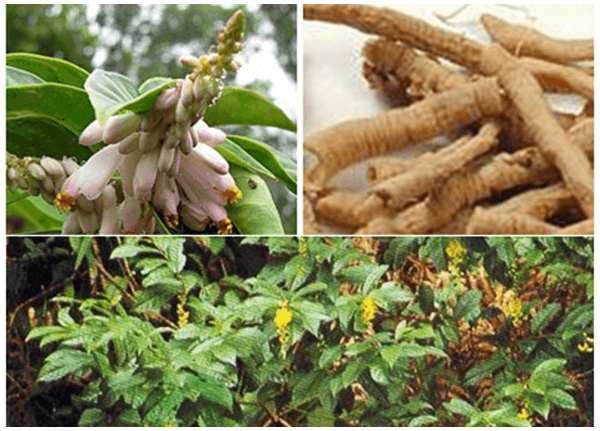 Tìm hiểu về vị thuốc Viễn chí từ thầy thuốc Y học cổ truyền Sài Gòn Tìm hiểu về vị thuốc Viễn chí từ thầy thuốc Y học cổ truyền Sài Gòn