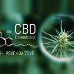 Cannabidiol – một kháng sinh triển vọng mới