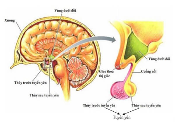 Tuyến yên tiết ra nhiều loại horrmon quan trọng trong cơ thể Tuyến yên tiết ra nhiều loại horrmon quan trọng trong cơ thể