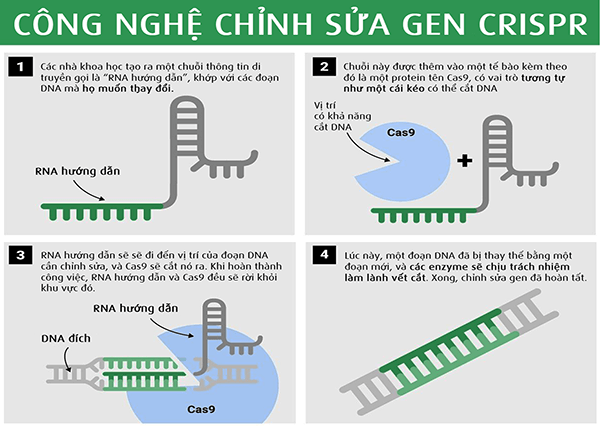Công nghệ chỉnh sửa gen CRISPR Công nghệ chỉnh sửa gen CRISPR