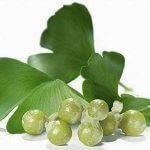 Cùng thầy thuốc YHCT Sài Gòn tim hiểu công dụng của Ginkgo Biloba