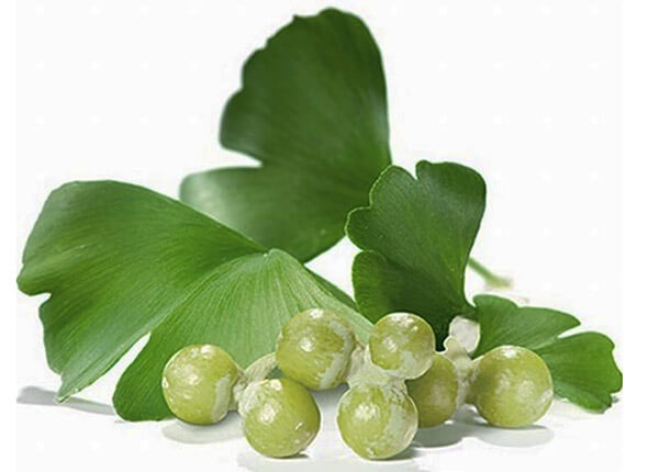 Ginkgo Biloba có tên tiếng Việt là bạch quả Ginkgo Biloba có tên tiếng Việt là bạch quả