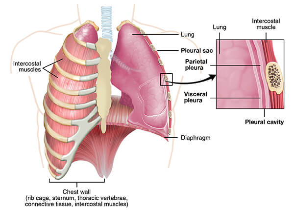 Bệnh U thành ngực Bệnh U thành ngực