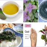 Thầy thuốc YHCT Sài Gòn hướng dẫn trị bệnh gút từ lá tía tô