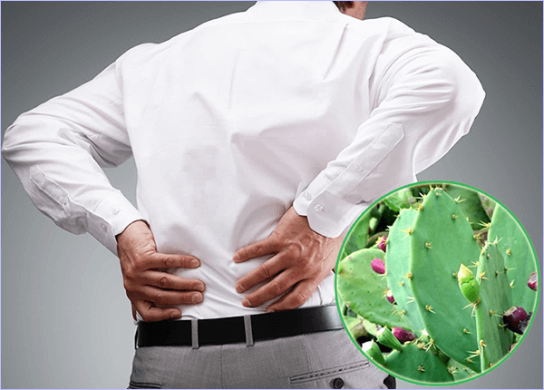 Chữa gai cột sống từ cây xương rồng Chữa gai cột sống từ cây xương rồng