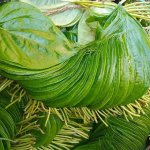 Người bệnh thủy đậu tắm nước lá trầu có tốt hay không?
