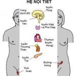Giới thiệu Hệ nội tiết