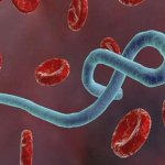 Những điều cần biết về bệnh do virus Ebola